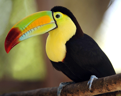 Keel Billed Toucan - the National Bird of Belize