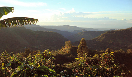 Costa Rica Coffee Plantation